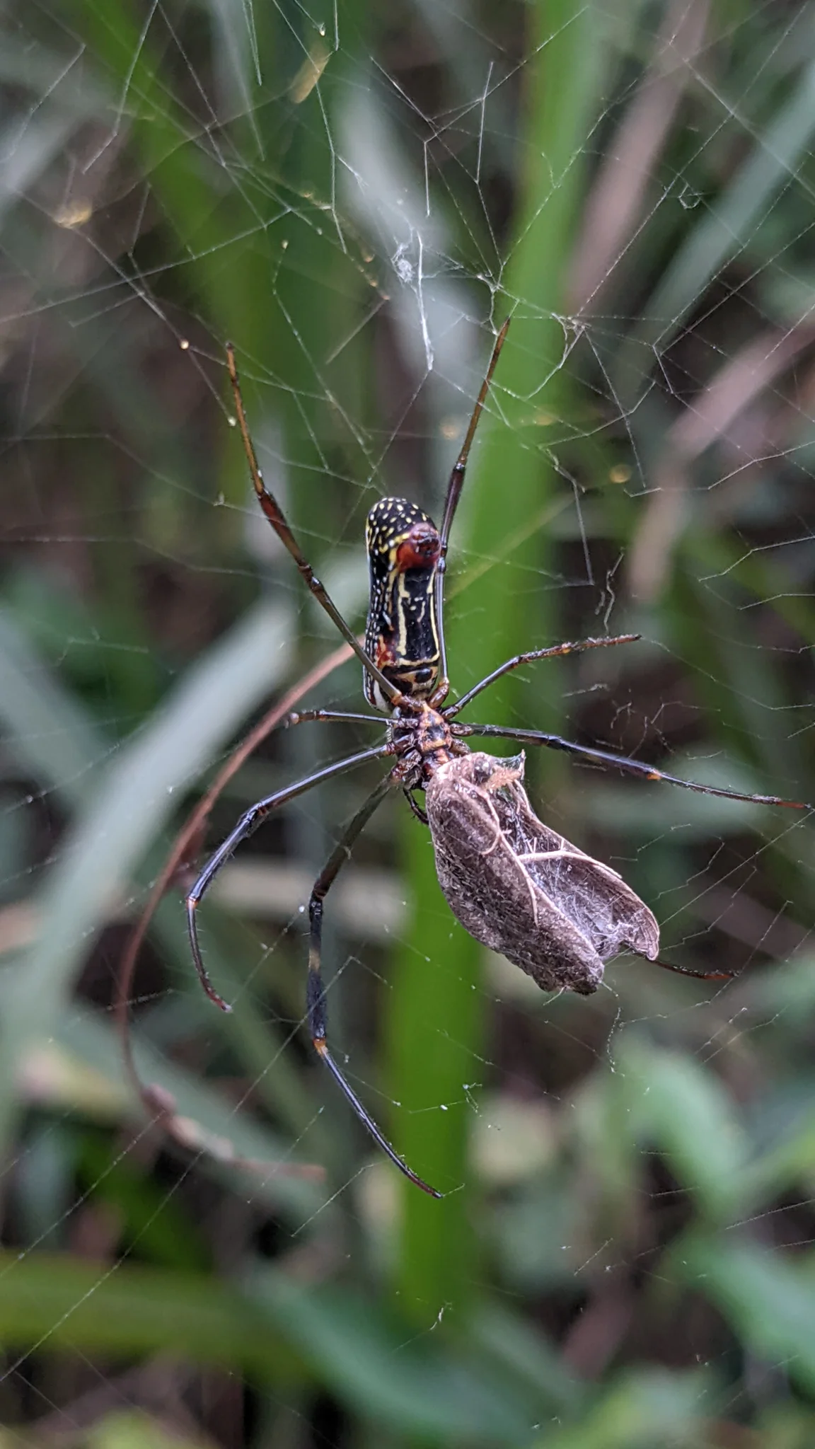 Striped insect on grass stem. Finer identification remains unconfirmed.