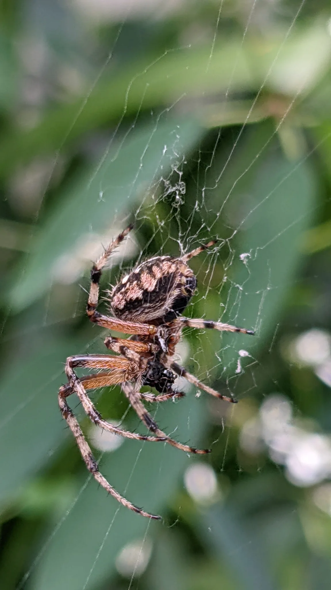 Mottled spider suspended in a web. Finer identification remains unconfirmed.