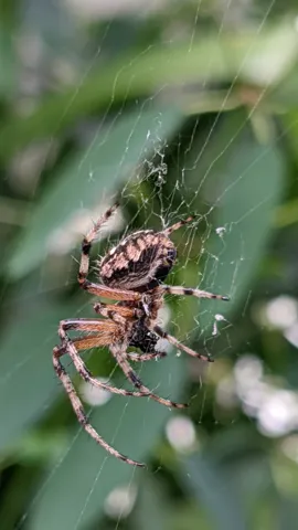 Mottled spider suspended in a web. Finer identification remains unconfirmed.