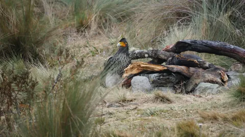 Birds beside a fallen branch