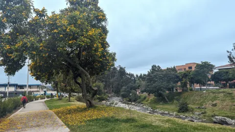 A green riverbank beside the city