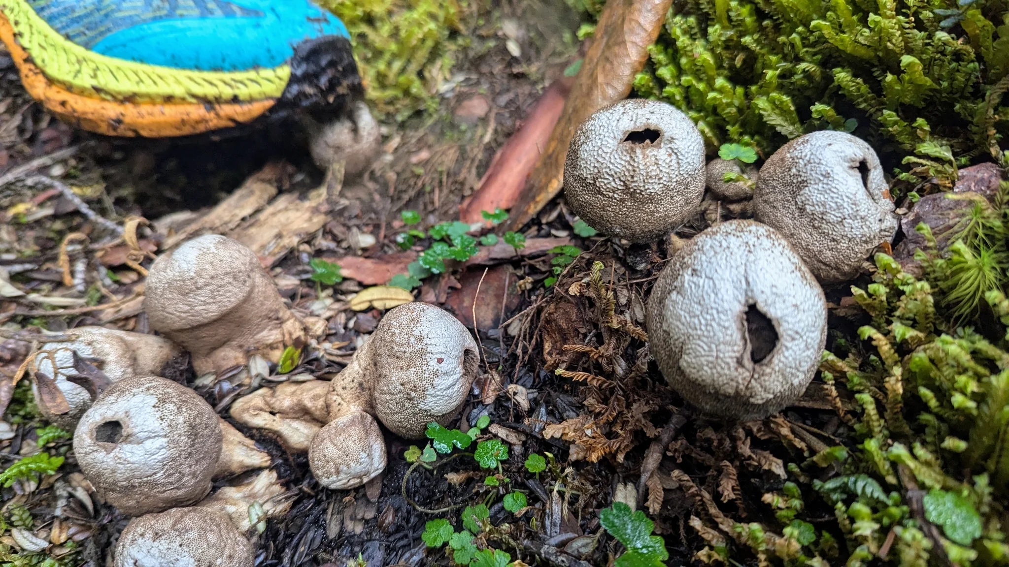 Small puffball-like fungi show openings in their rounded upper surfaces on a mossy bank. Their genus and species remain unresolved.