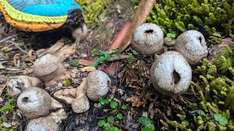 Small puffball-like fungi show openings in their rounded upper surfaces on a mossy bank. Their genus and species remain unresolved.