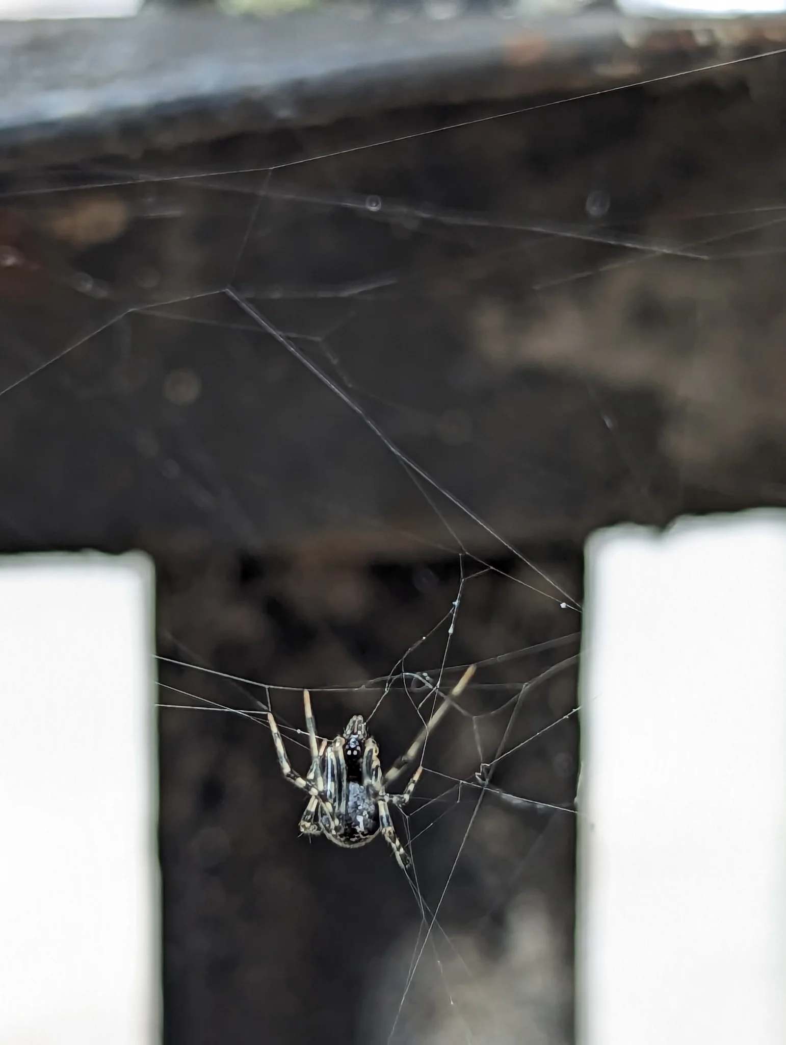 Spider on dark surface. Finer identification remains unconfirmed.