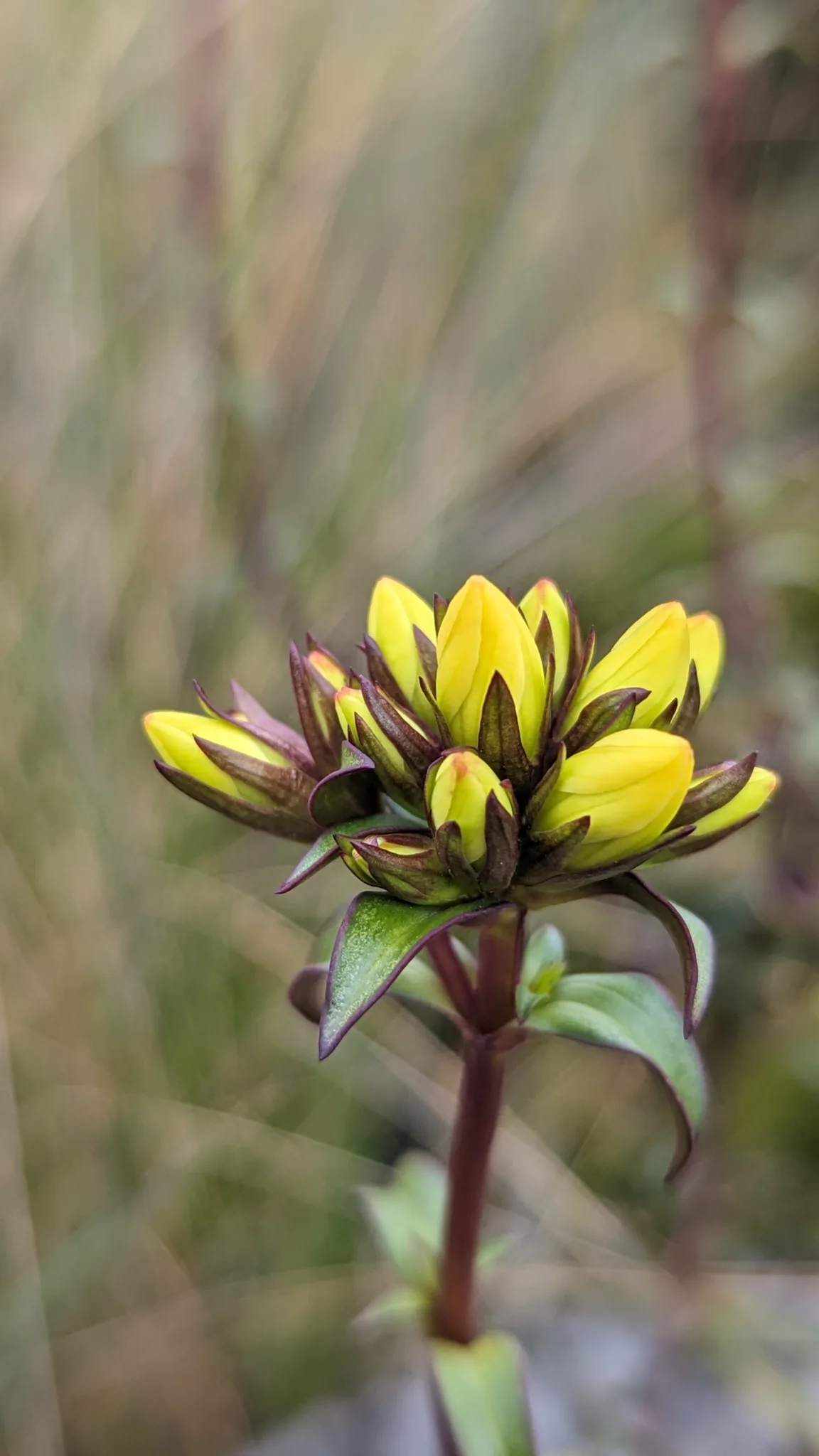 Yellow flower buds on stem. Finer identification remains unconfirmed.