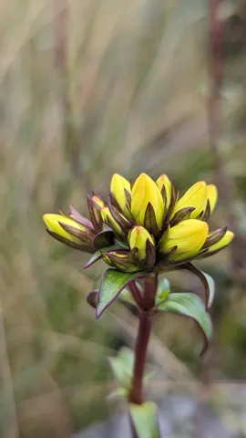 Yellow flower buds on stem. Finer identification remains unconfirmed.