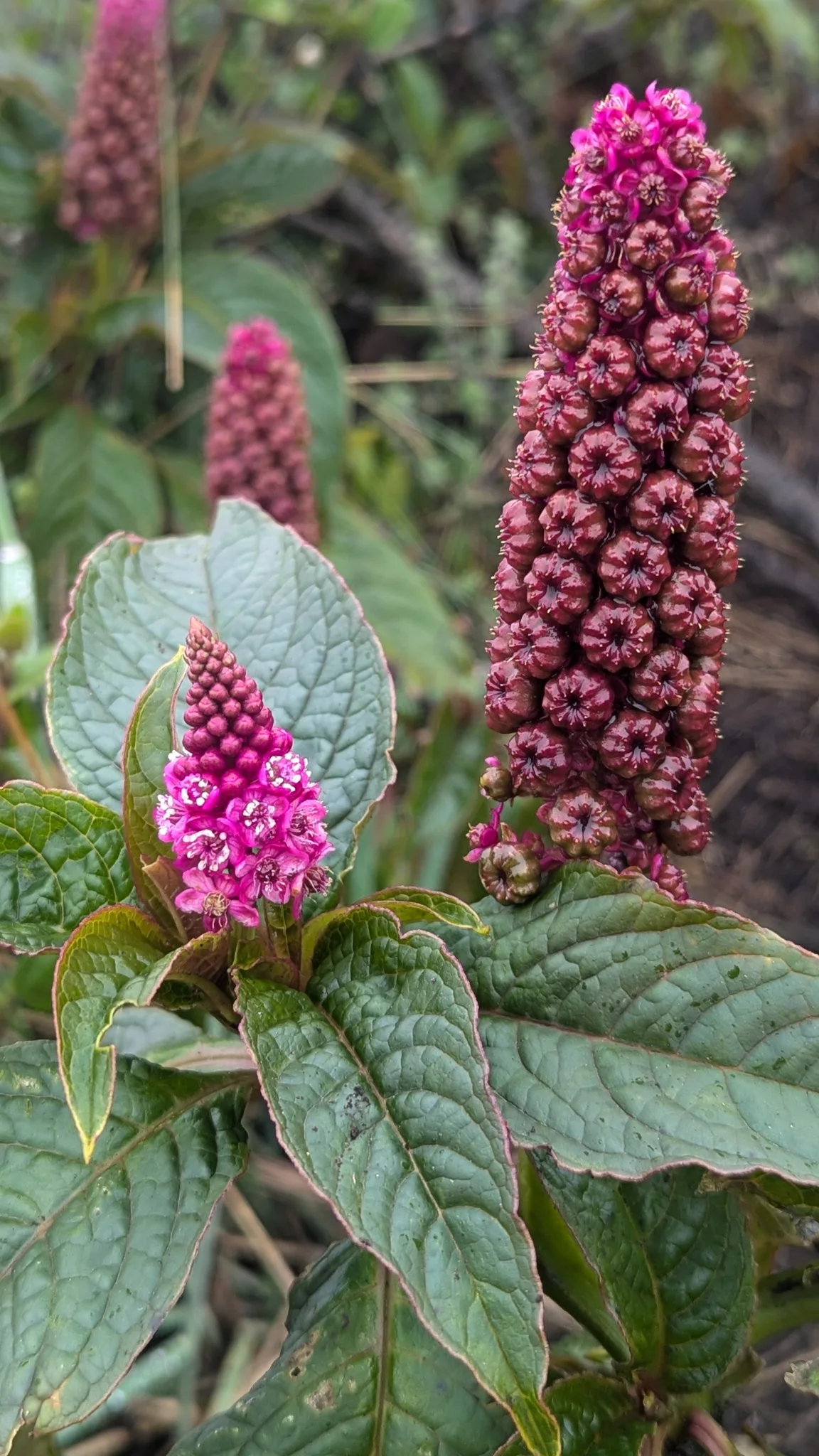 Tall magenta flower spike with broad leaves. Finer identification remains unconfirmed.