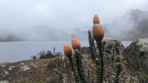 Páramo plants in the foreground above a misty mountain lake.