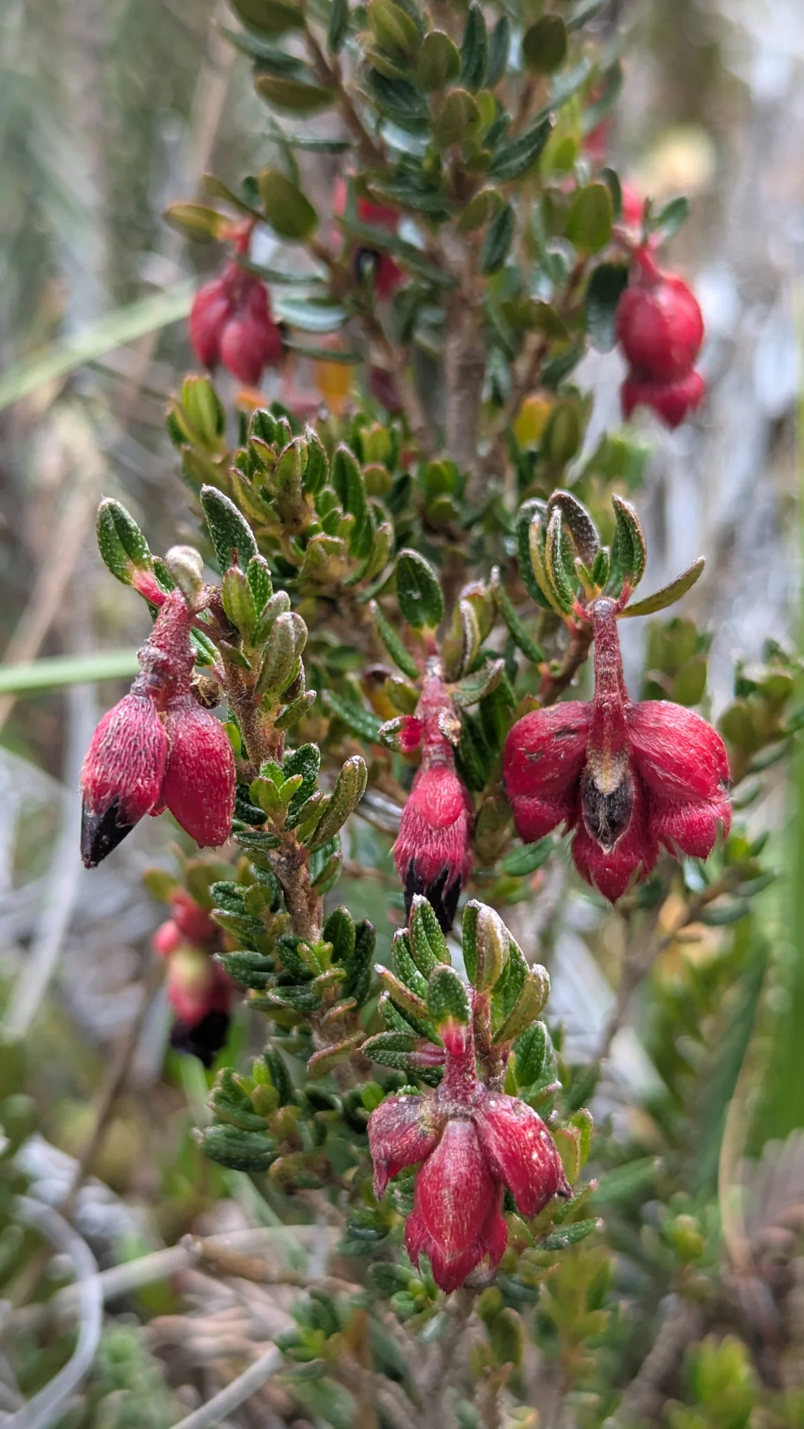 Crimson, hairy flowers hang among small leaves. Disterigma is a tentative genus candidate.
