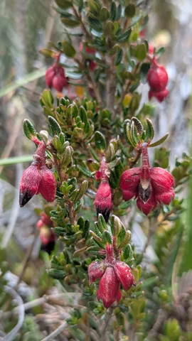 Crimson, hairy flowers hang among small leaves. Disterigma is a tentative genus candidate.