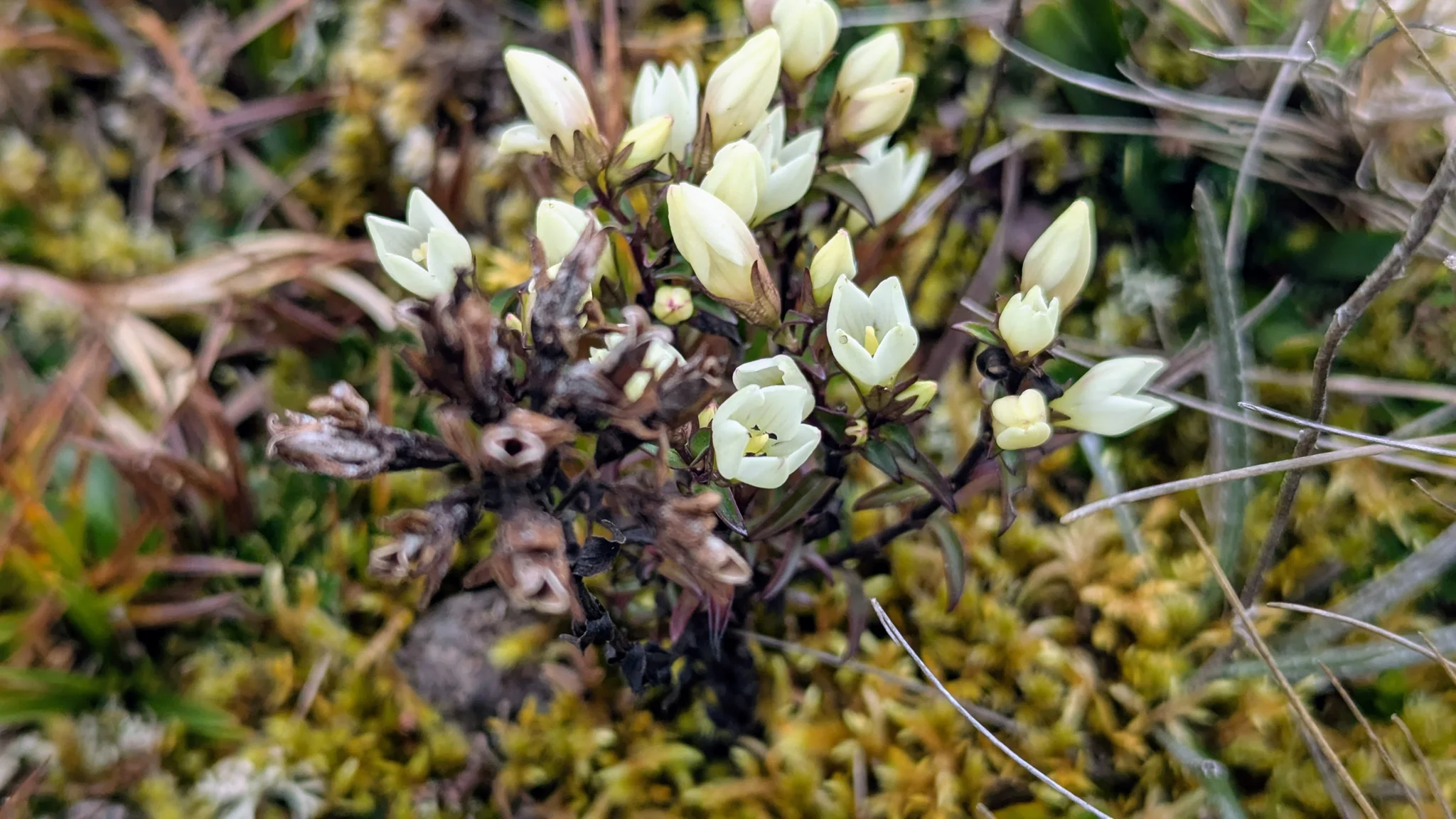 Small white flowers close to the ground