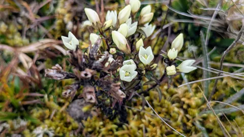 Small white flowers close to the ground