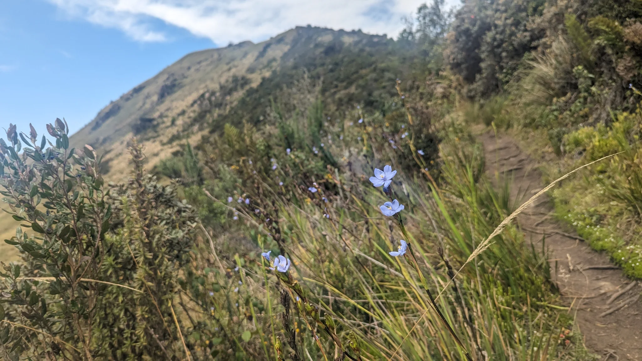 Small blue flowers along a mountain slope