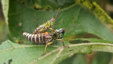 Striped insect on a leaf. Finer identification remains unconfirmed.