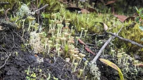 Pale lichen cups among moss. Finer identification remains unconfirmed.