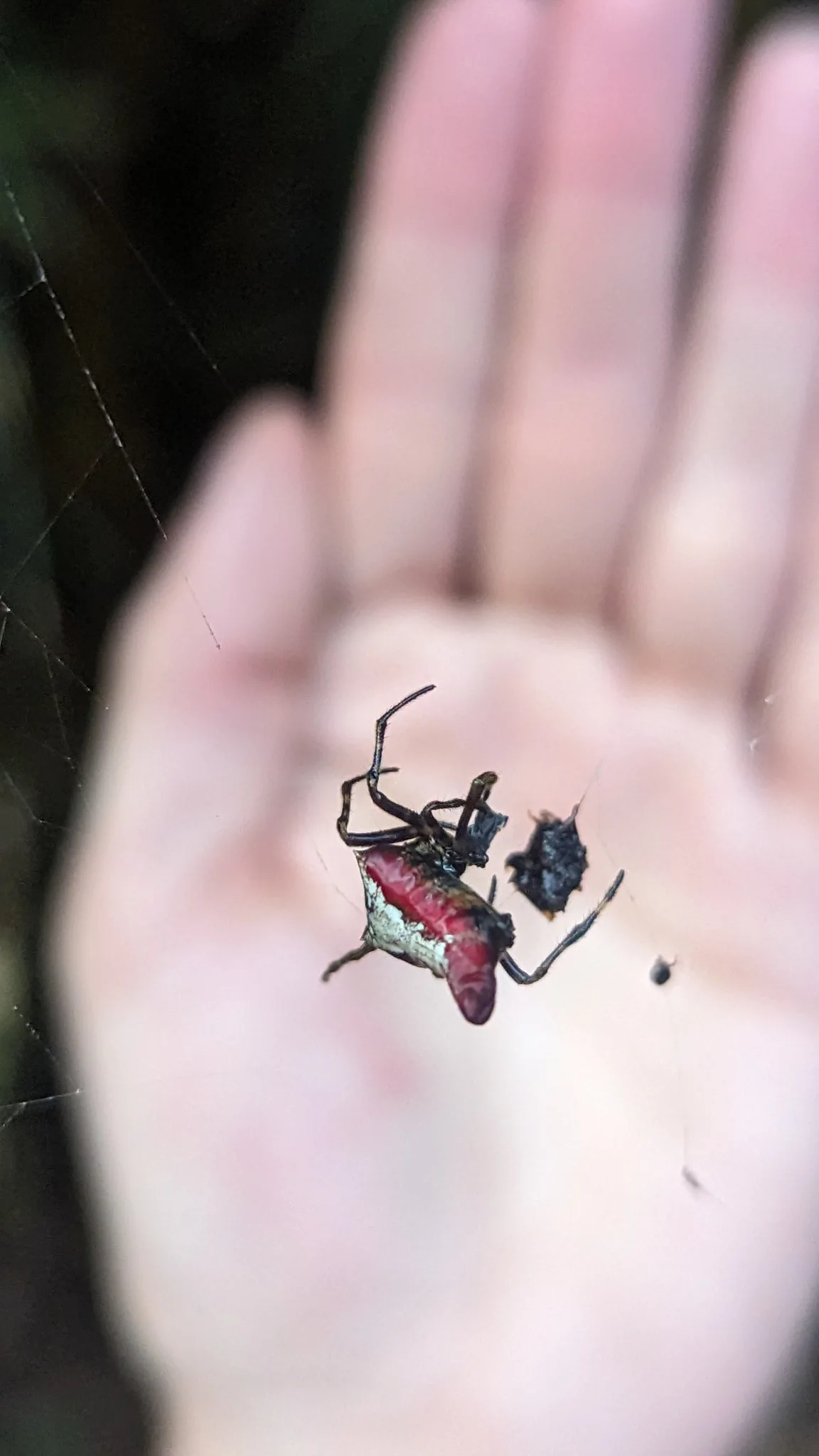 Small insect in palm. Finer identification remains unconfirmed.