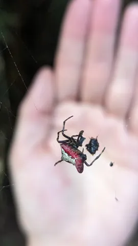Small insect in palm. Finer identification remains unconfirmed.