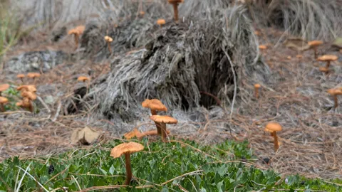 Small mushrooms beside a tree