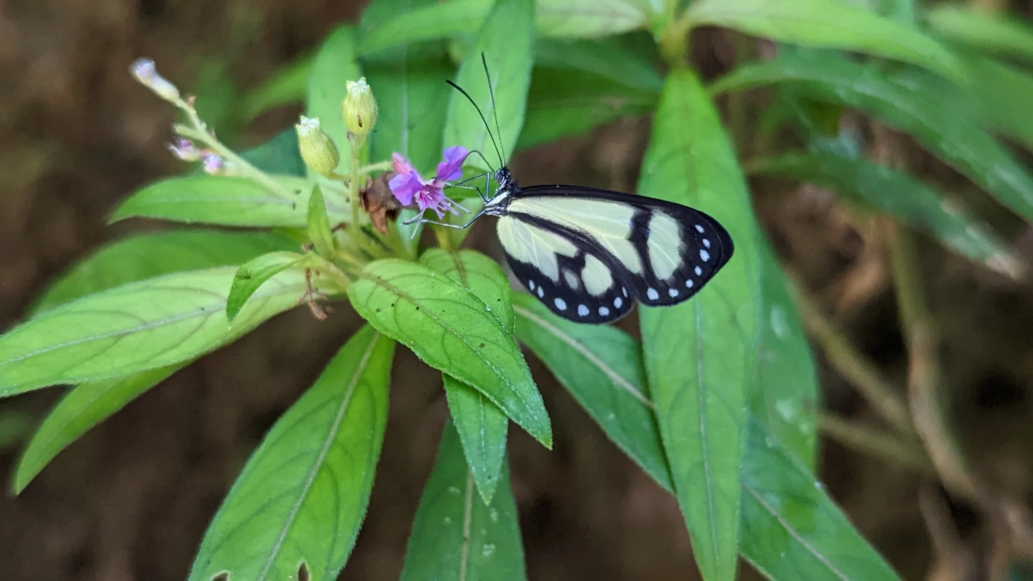 Black and white butterfly on purple flower. Finer identification remains unconfirmed.