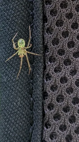 Small spider-like arthropod on mesh. Finer identification remains unconfirmed.