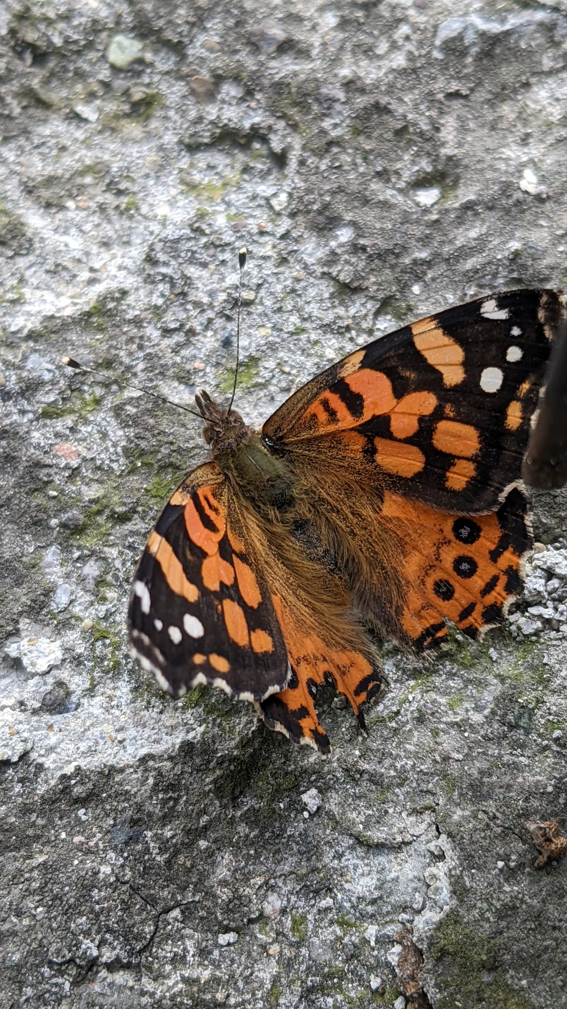Orange and black butterfly on rock. Finer identification remains unconfirmed.