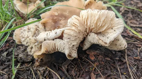 Pale mushroom cluster. Finer identification remains unconfirmed.