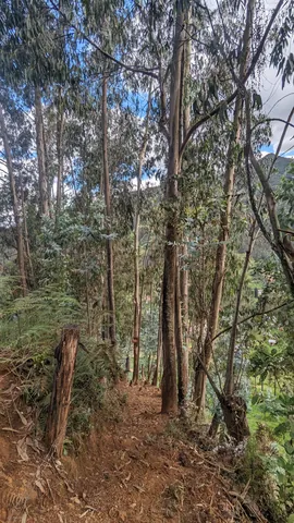 A path between tall trunks