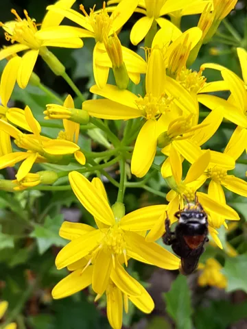 A bee visits clustered yellow Senecio heads with spreading ray florets and narrow green involucres.