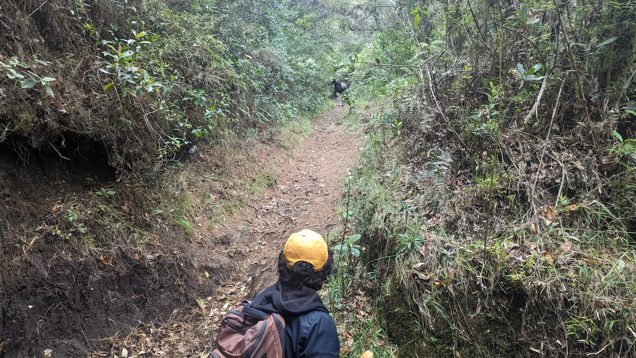 A narrow passage through the forest