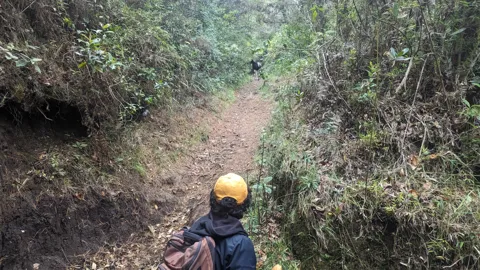 A narrow passage through the forest