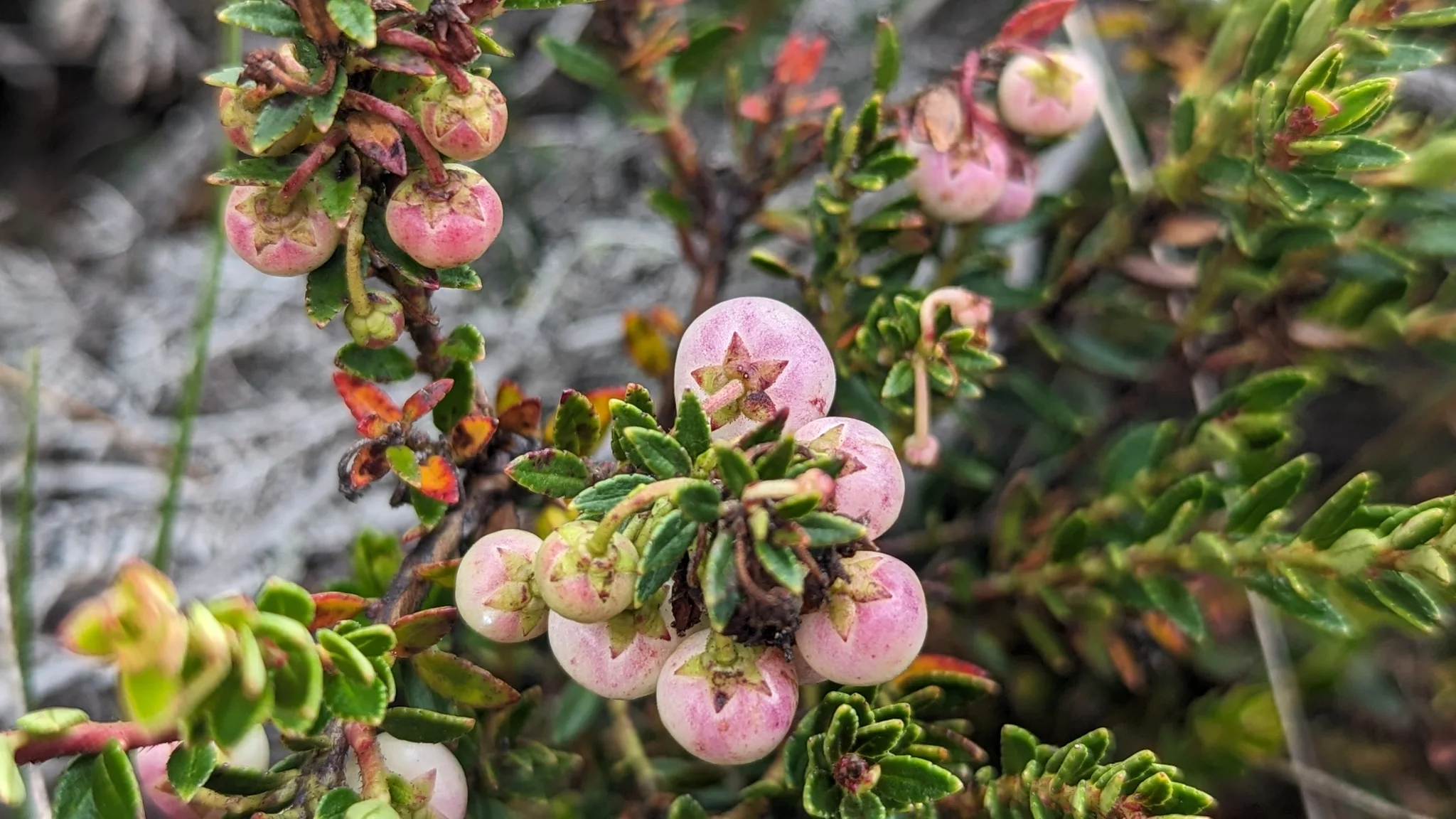 Pink-white Gaultheria fruits cluster among small leathery finely serrated leaves. The fruits retain a five-part calyx.