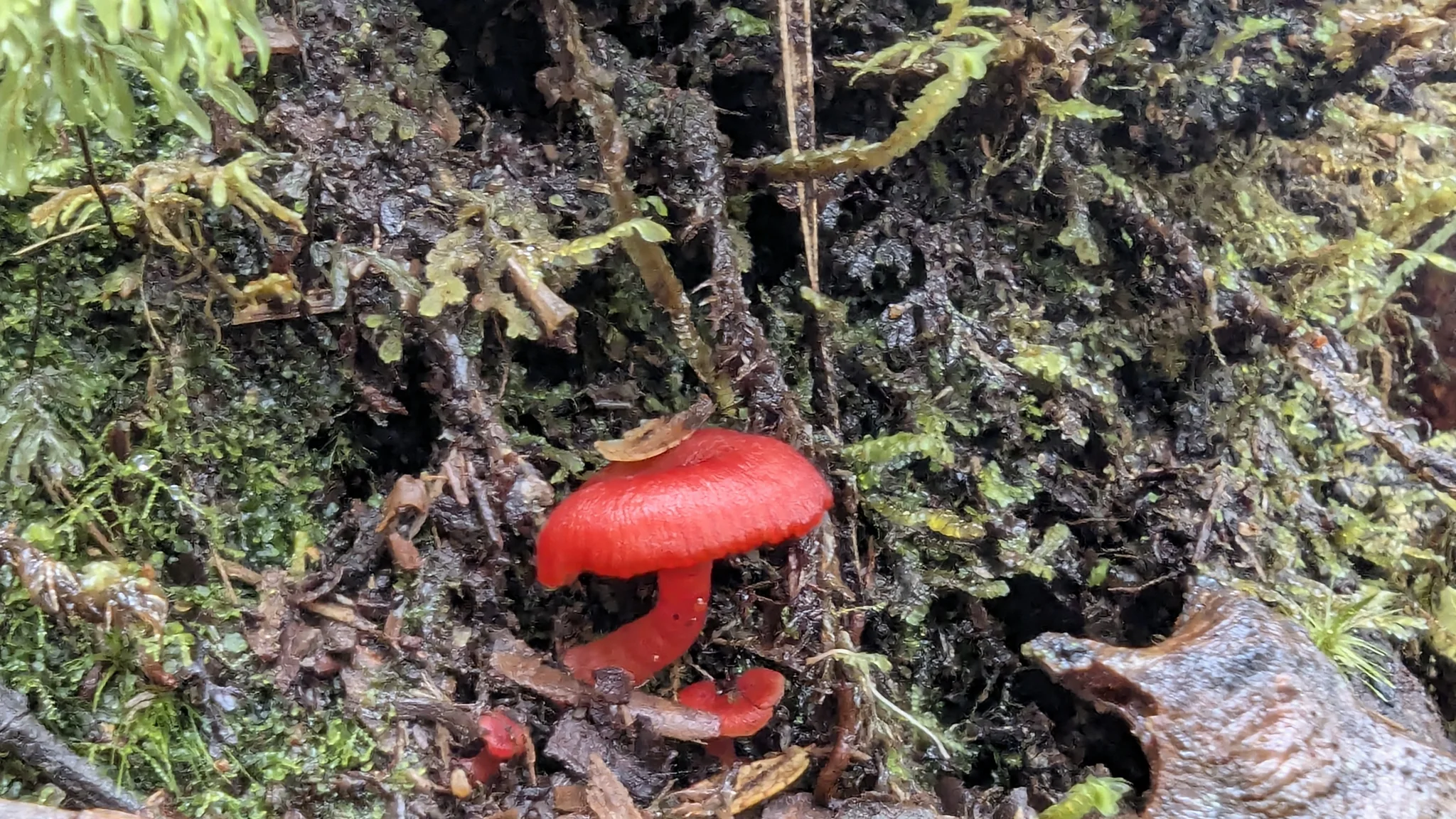Red mushroom cluster in moss. Finer identification remains unconfirmed.