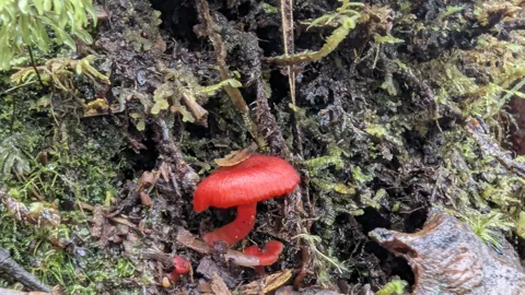 Red mushroom cluster in moss. Finer identification remains unconfirmed.