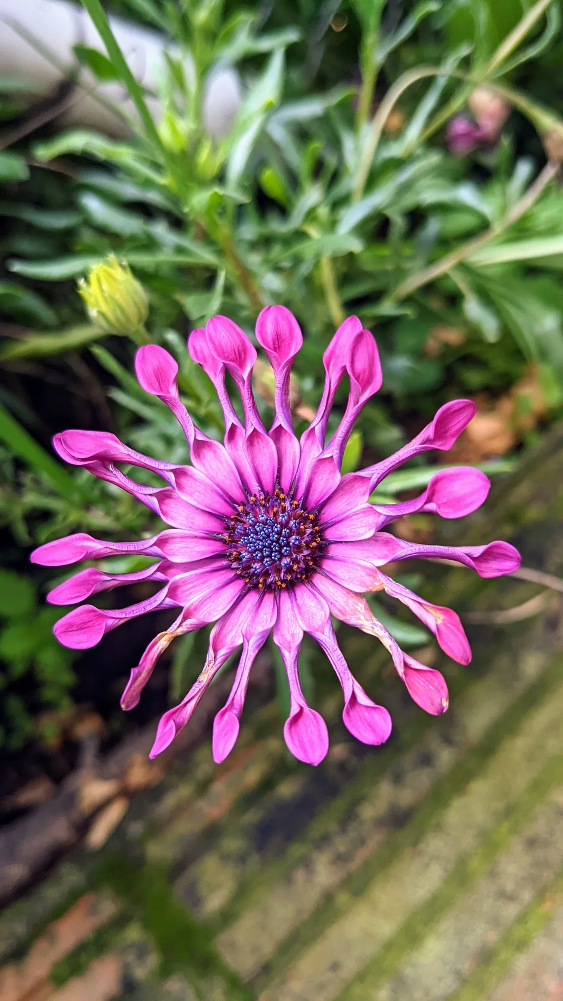 A purple Osteospermum flower head shows distinctive spoon-shaped ray florets around a dark purple disc, among green leaves.