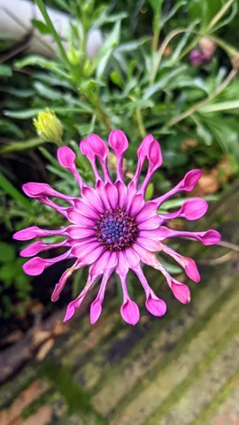 A purple Osteospermum flower head shows distinctive spoon-shaped ray florets around a dark purple disc, among green leaves.