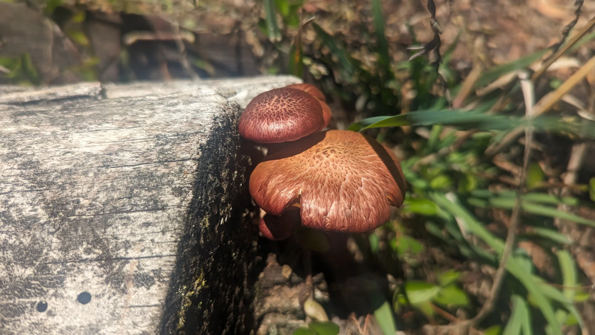 Brown mushroom growing from a roadside edge. Finer identification remains unconfirmed.