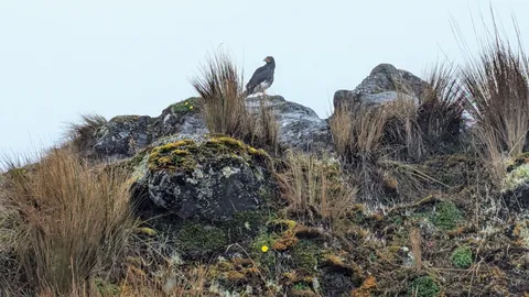 Bird detail