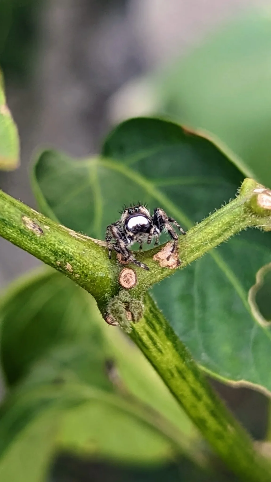 Small spider on a vine. Finer identification remains unconfirmed.