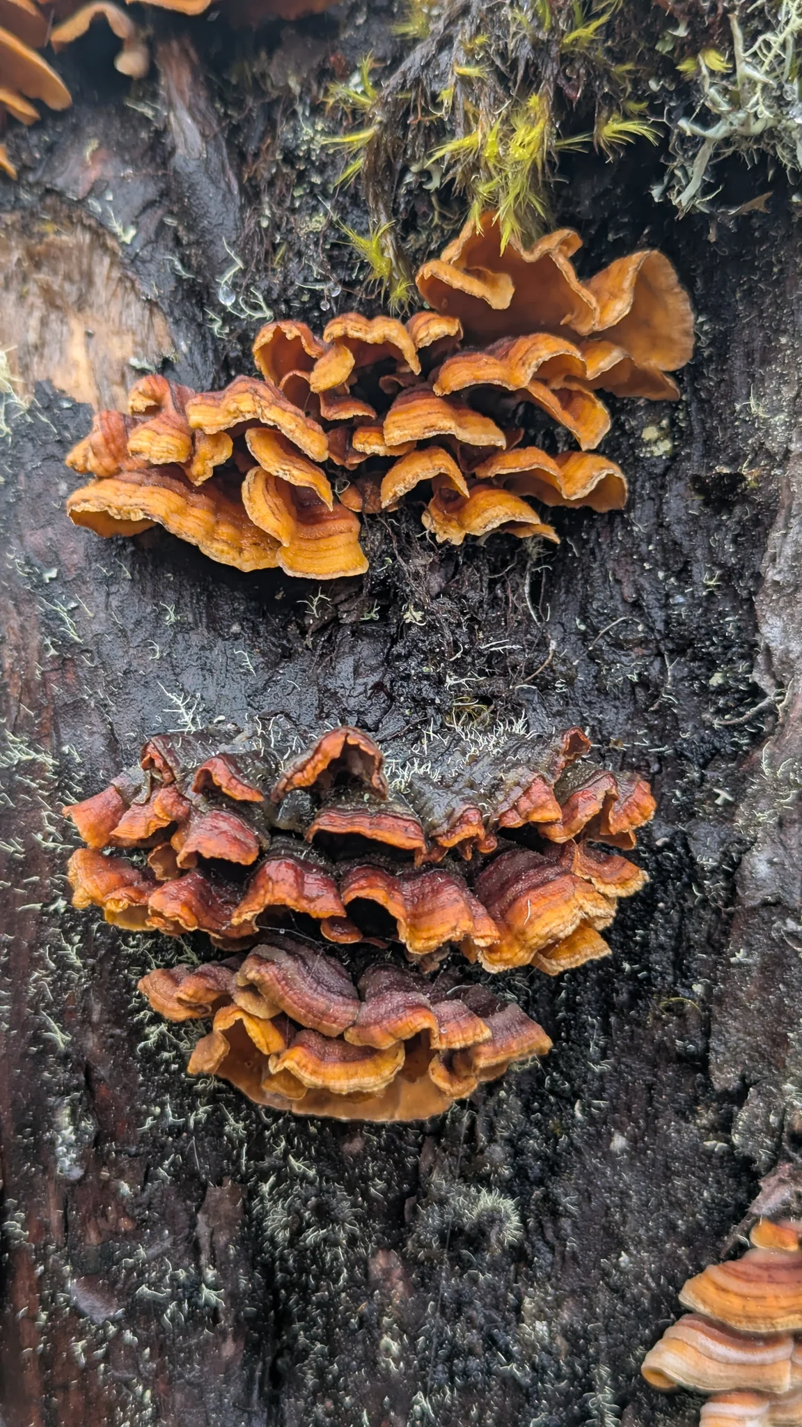 Overlapping orange and brown fungal shelves grow on dark wood. The visible upper surfaces do not establish a species.