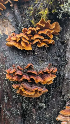 Overlapping orange and brown fungal shelves grow on dark wood. The visible upper surfaces do not establish a species.