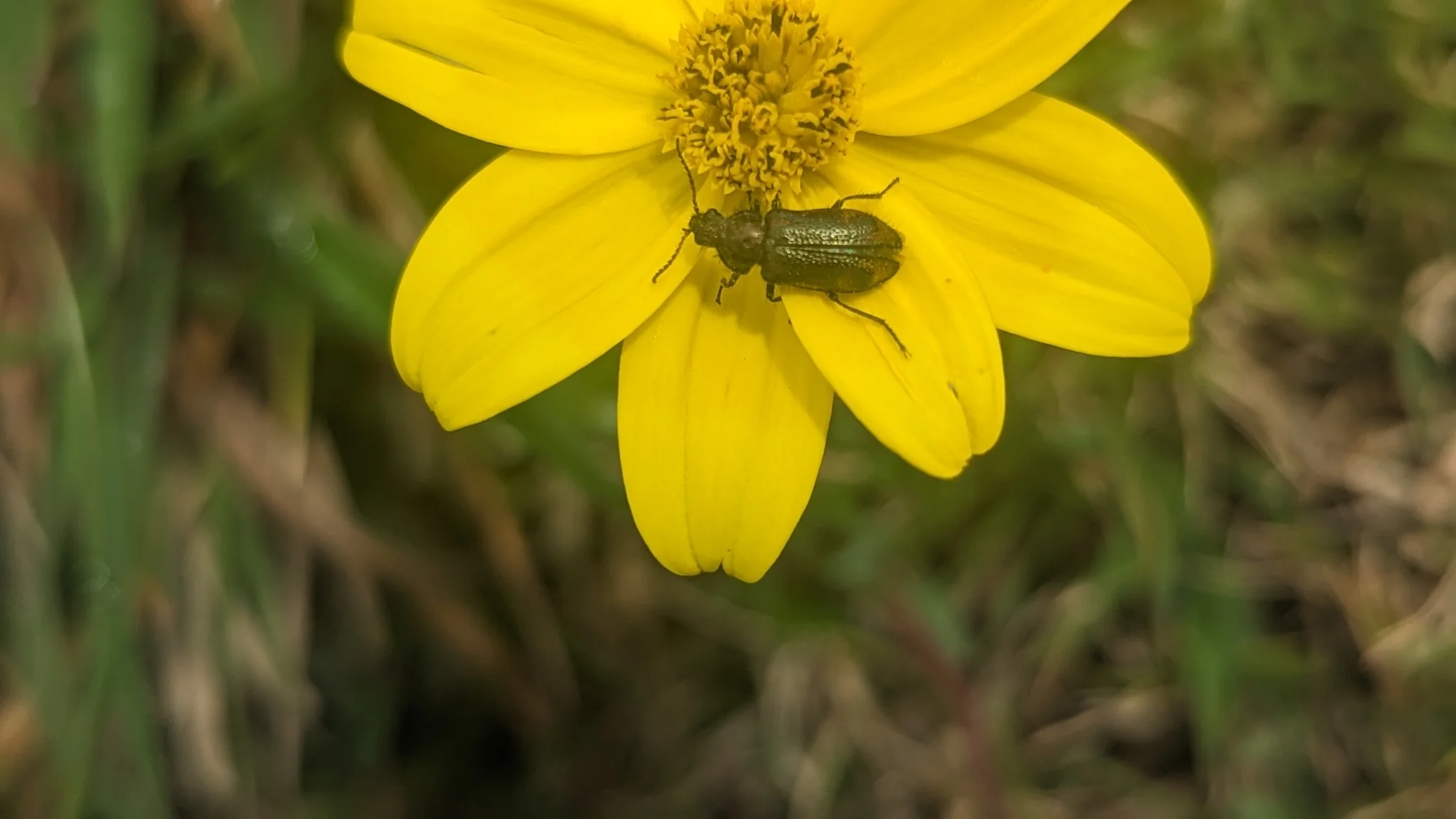 A small beetle rests on a Bidens head with broad golden ray florets around a yellow disc.