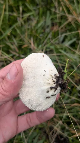 Hand holding white mushroom. Finer identification remains unconfirmed.