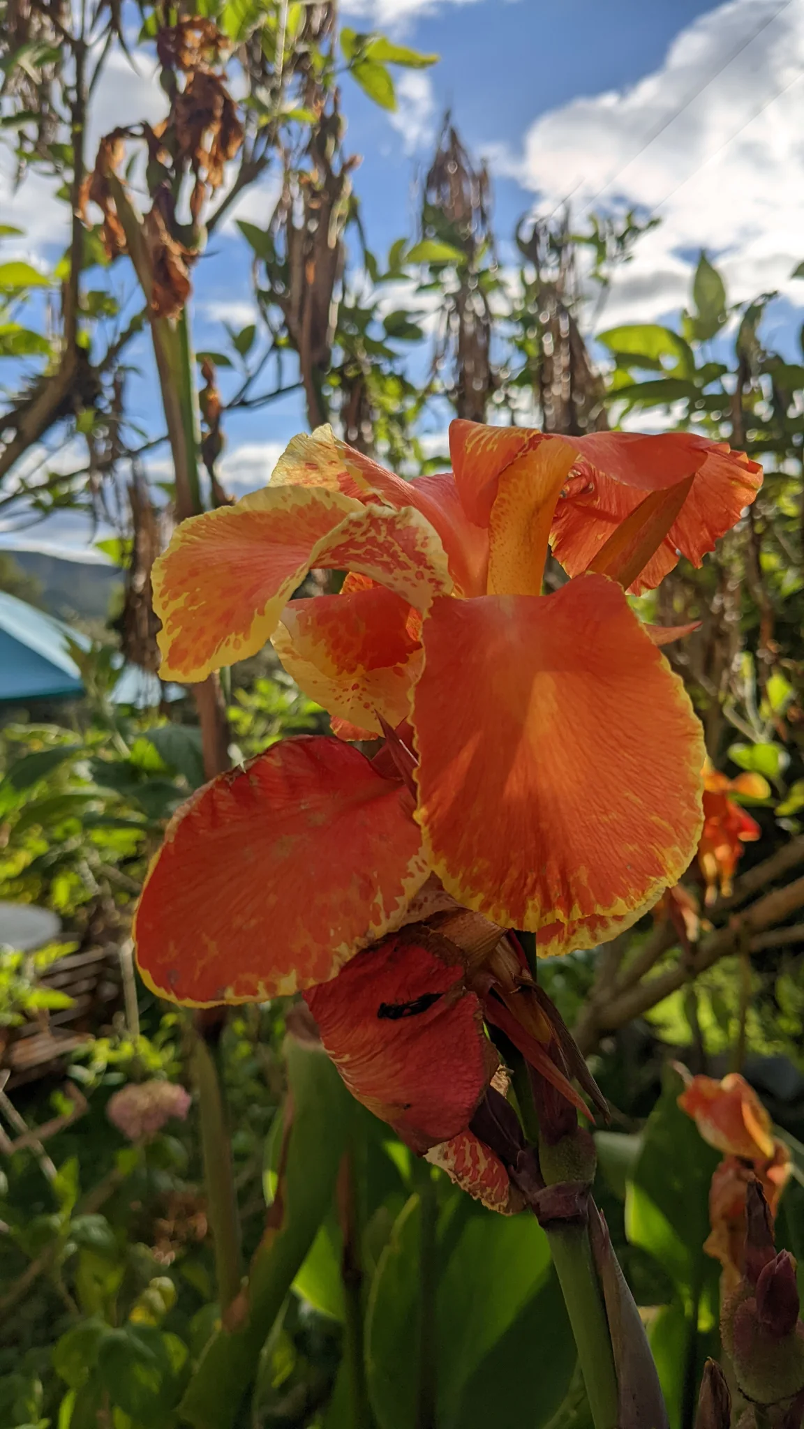 An ornamental Canna bears a large orange flower with broad frilled petal-like parts and yellow-edged markings.