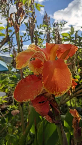 An ornamental Canna bears a large orange flower with broad frilled petal-like parts and yellow-edged markings.