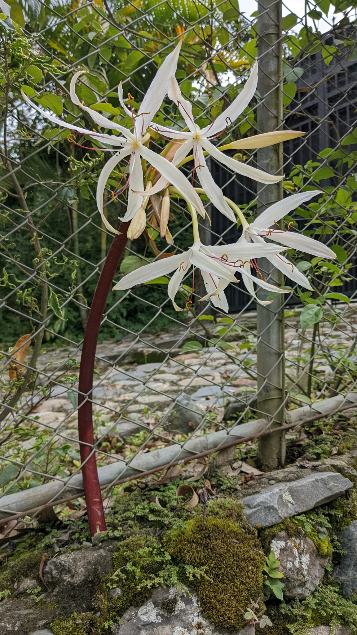 White Crinum flowers form an umbel of long narrow tepals with freely projecting stamens above a tall stalk.