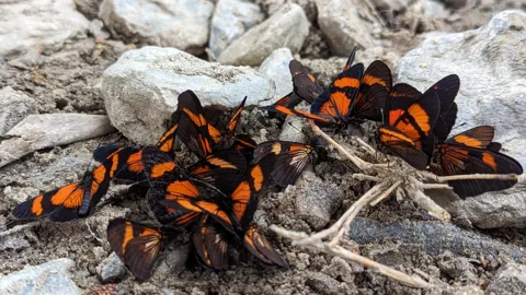 Orange and black insects on rock. Finer identification remains unconfirmed.
