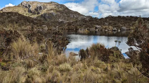 Lagoon in Andean grassland.