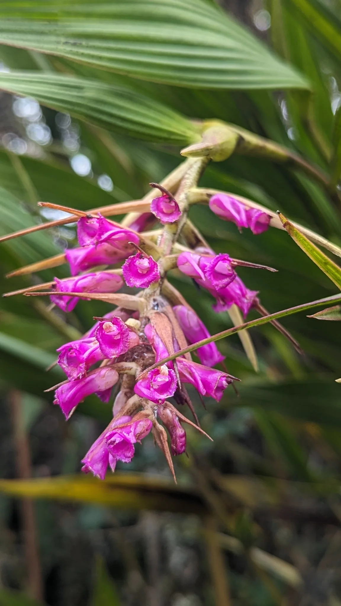 Dense purple Elleanthus orchid flowers emerge among long bracts beside strongly pleated green leaves.