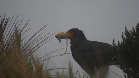 A bird carrying plant material