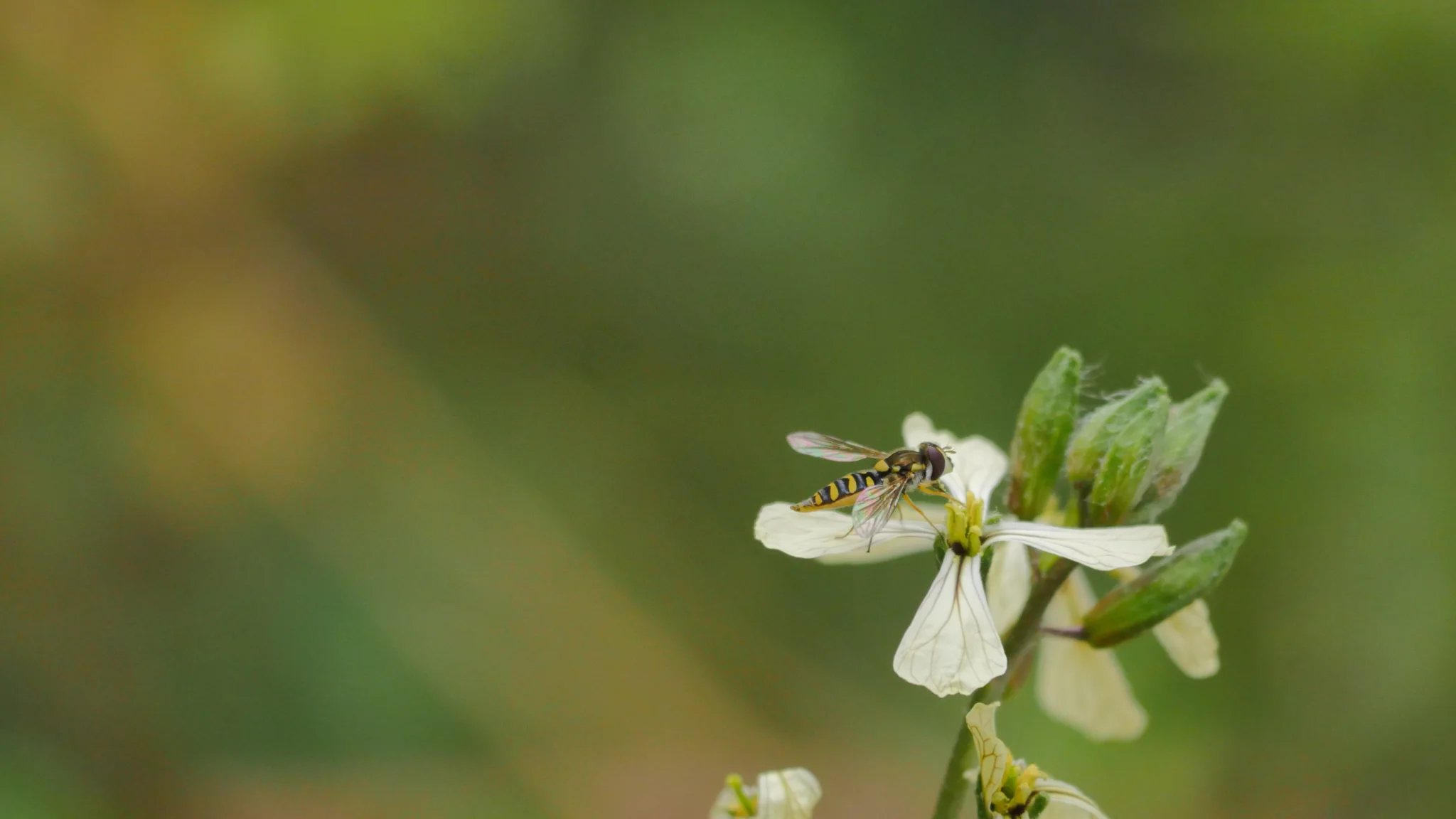 Tiny white flowers close-up. Finer identification remains unconfirmed.